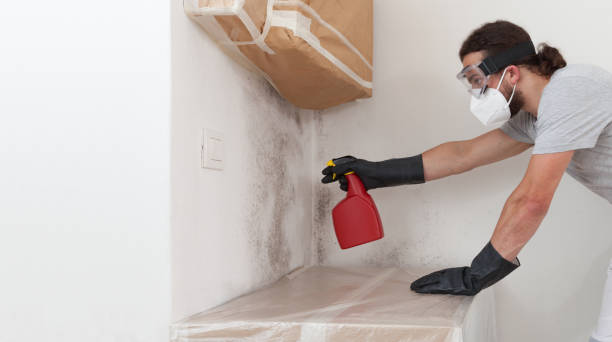 Professional Mold Removal technician working in Elmira, NY