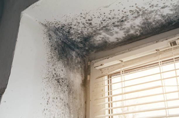 Affordable Mold Cleanup solutions in Elmira, NY